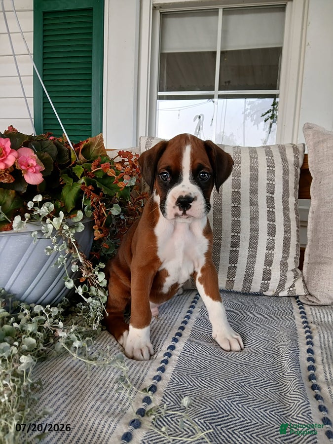 Boxer dogs Eclipse - Ad 1