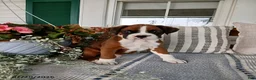 Boxer dogs for sale: Eclipse - Ad 1