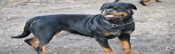 Rottweiler dogs for sale: Churro - Ad 9