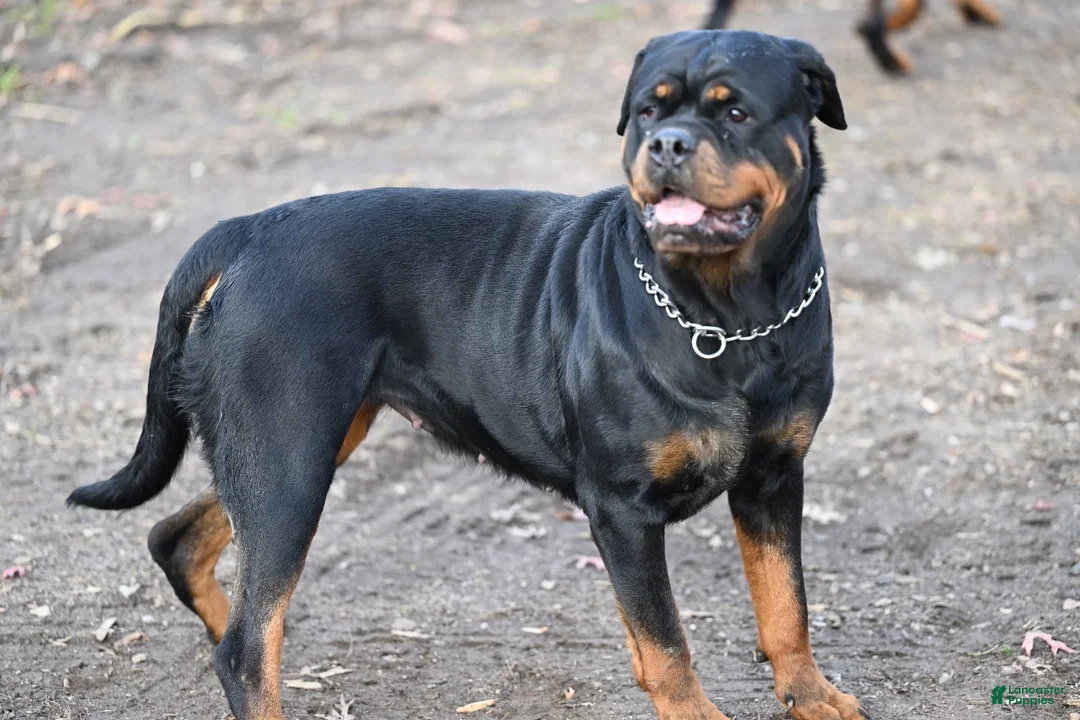 Rottweiler dogs for sale: Churro - Ad 9