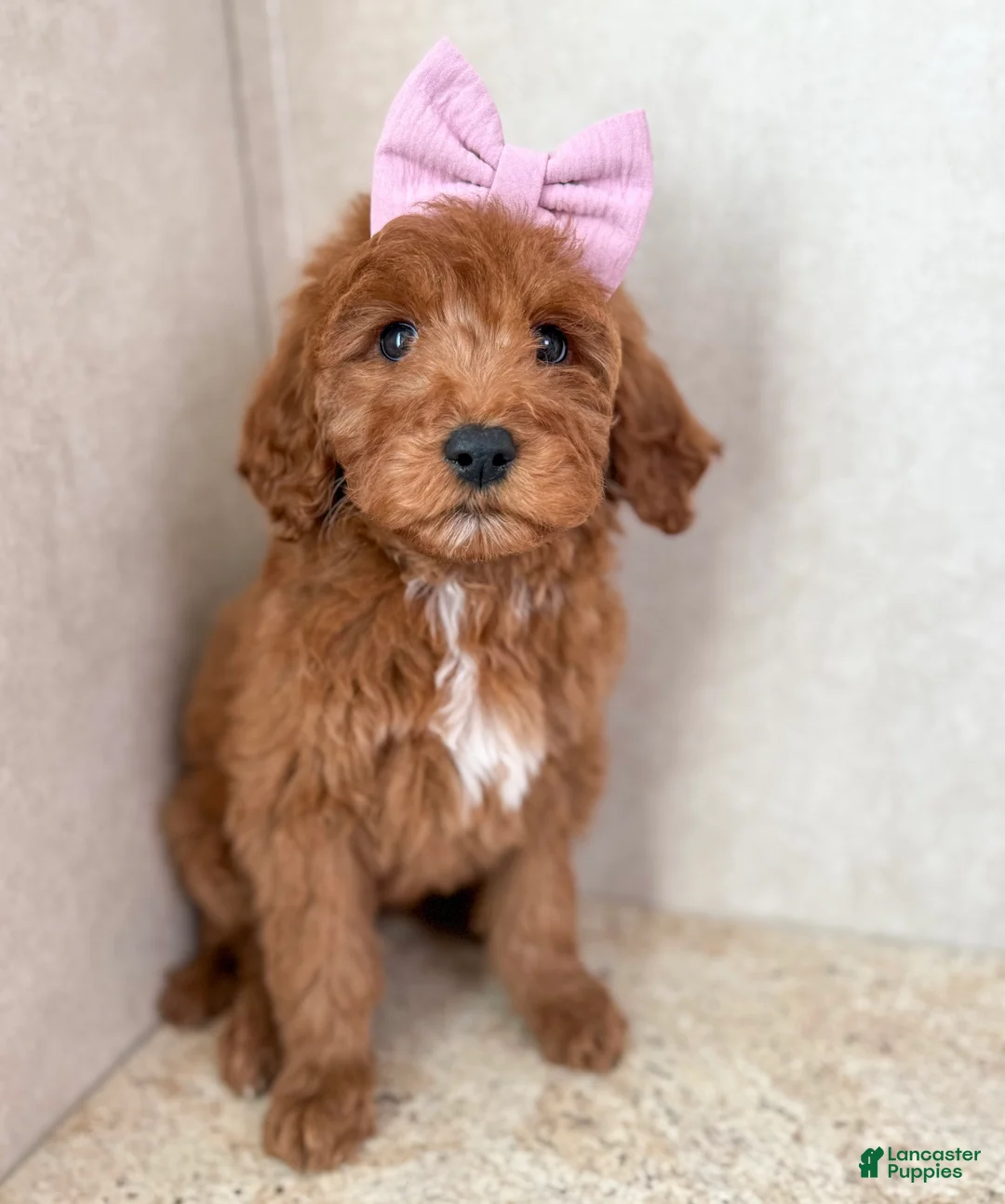Goldendoodle dogs for sale: carol - Ad 1