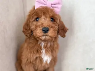 Goldendoodle dogs carol - Ad 1