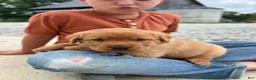 Labrador Retriever dogs for sale: Labrador Retriever 2 - Ad 5