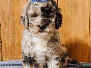Mixed Breed dogs Medium F1b Bernedoodle - Savannah - Ad 39