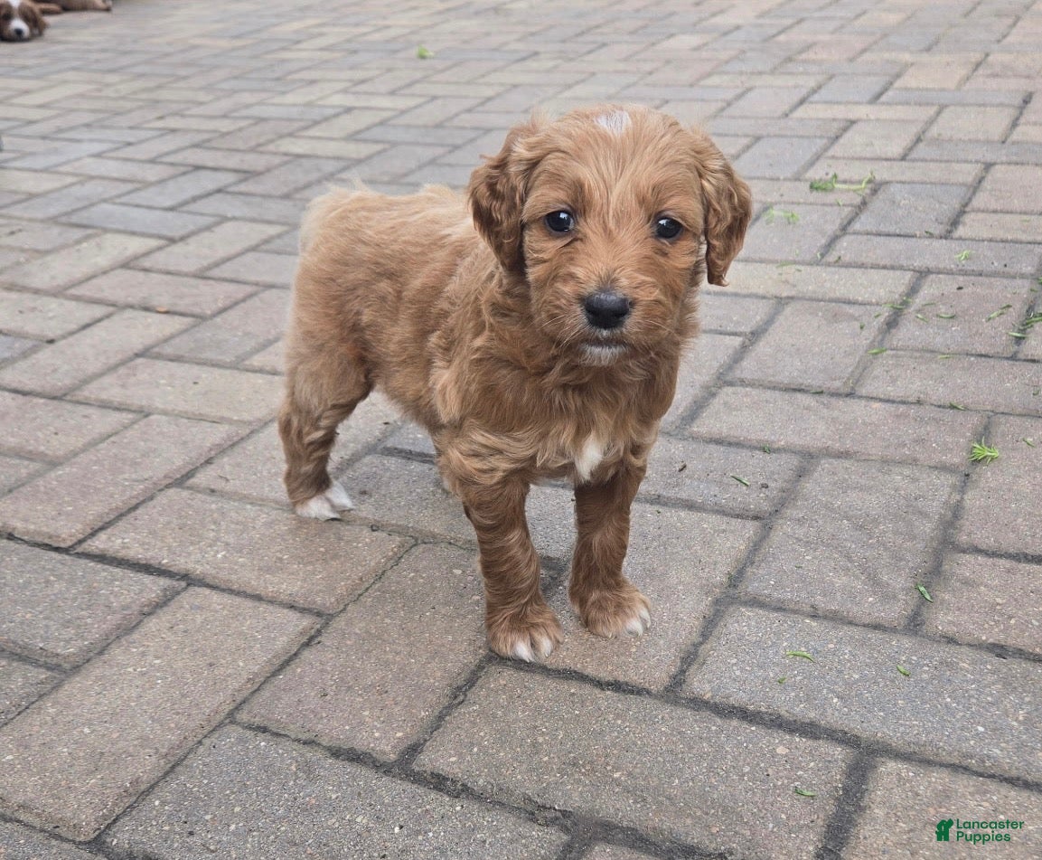 Goldendoodle dogs for sale: Goldendoodle 1 - Ad 25