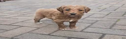 Goldendoodle dogs for sale: Goldendoodle 1 - Ad 1