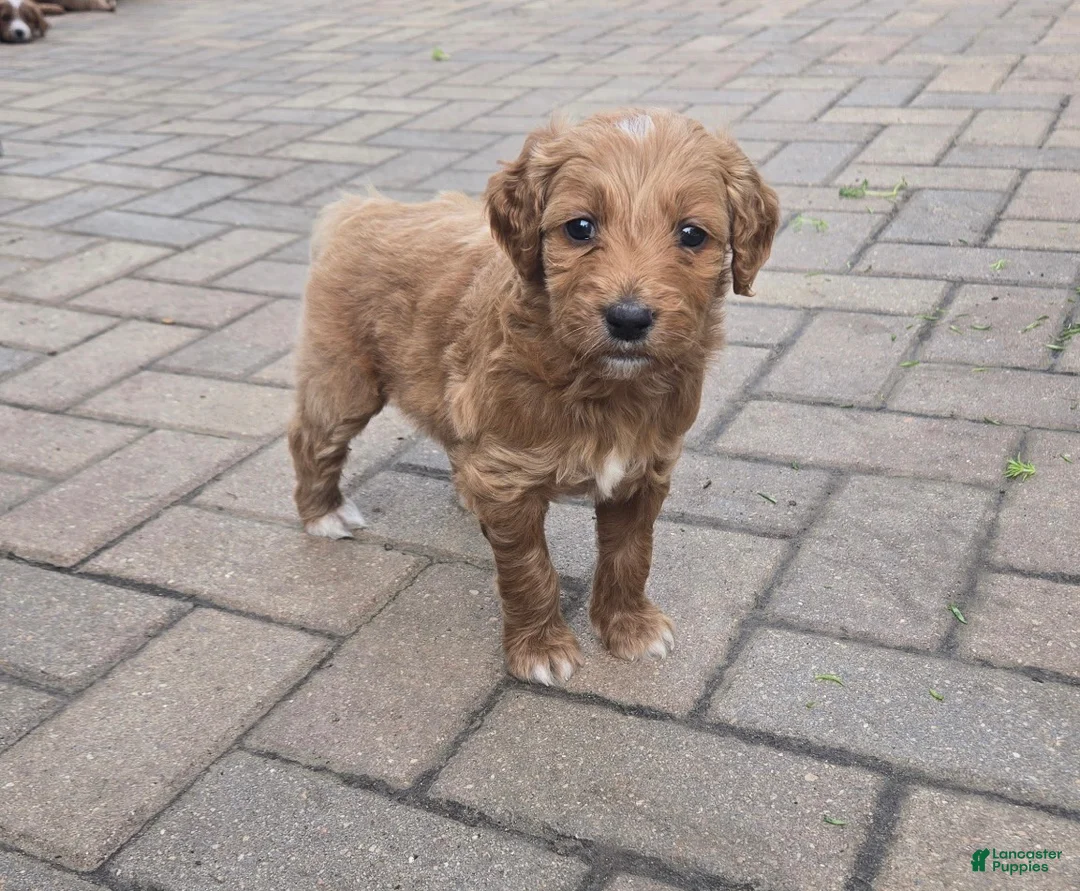 Goldendoodle dogs for sale: Goldendoodle 1 - Ad 1