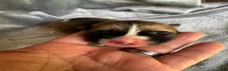 Akita dogs for sale: Aurora - Ad 1