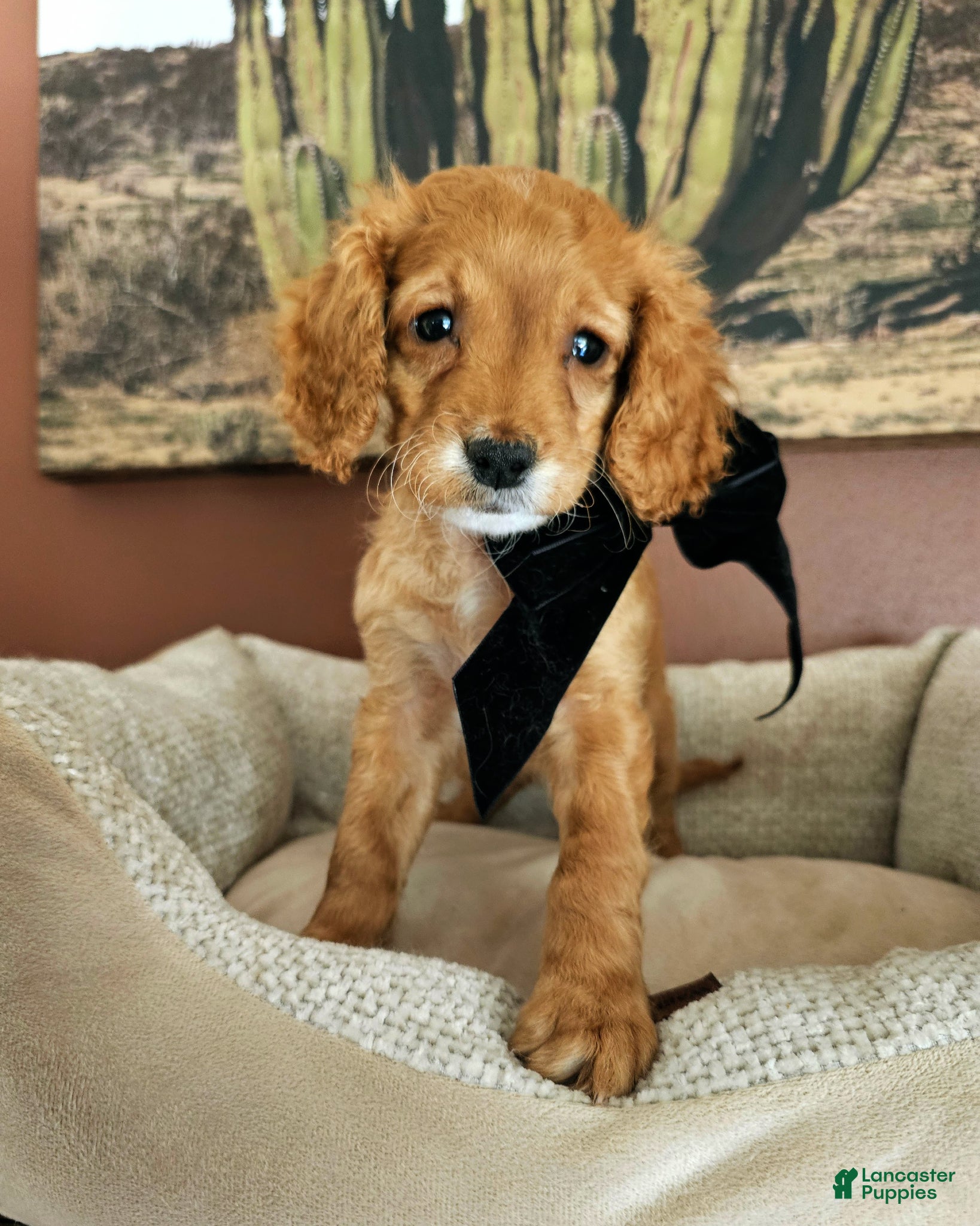 Cavapoo dogs Petal - Flat Coat Cavapoo - Ad 13