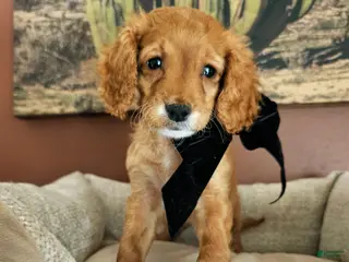 Cavapoo dogs Petal - Flat Coat Cavapoo - Ad 13