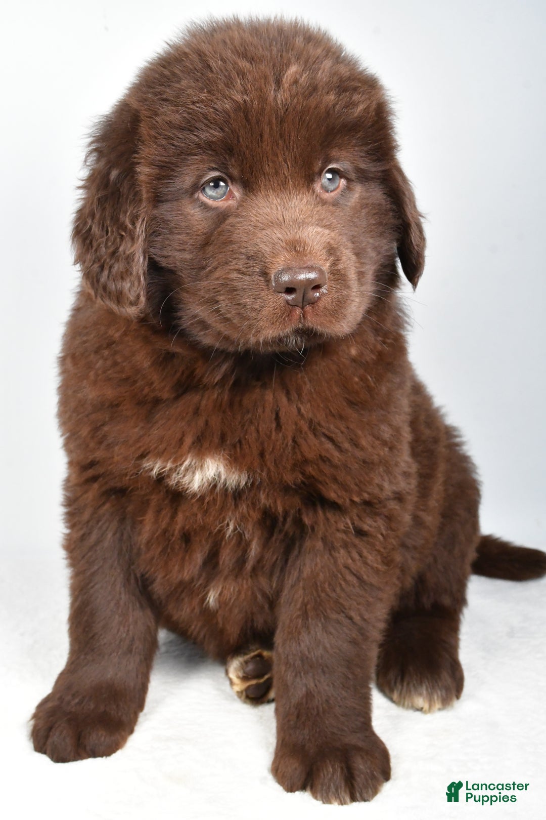 Newfoundland dogs for sale: Piper - Ad 7