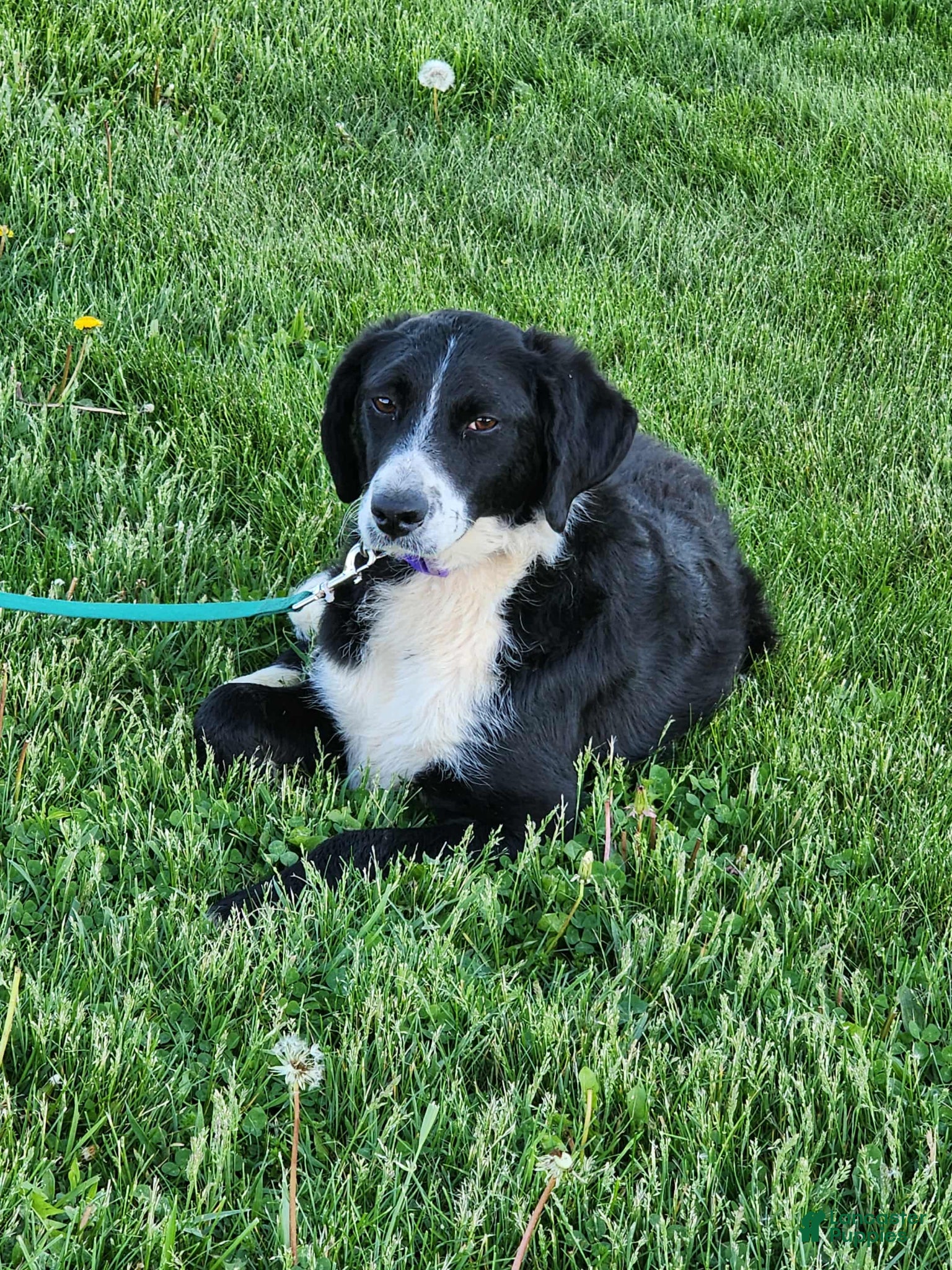 Bernedoodle dogs for sale: Bernedoodle Puppy 1 - Ad 1