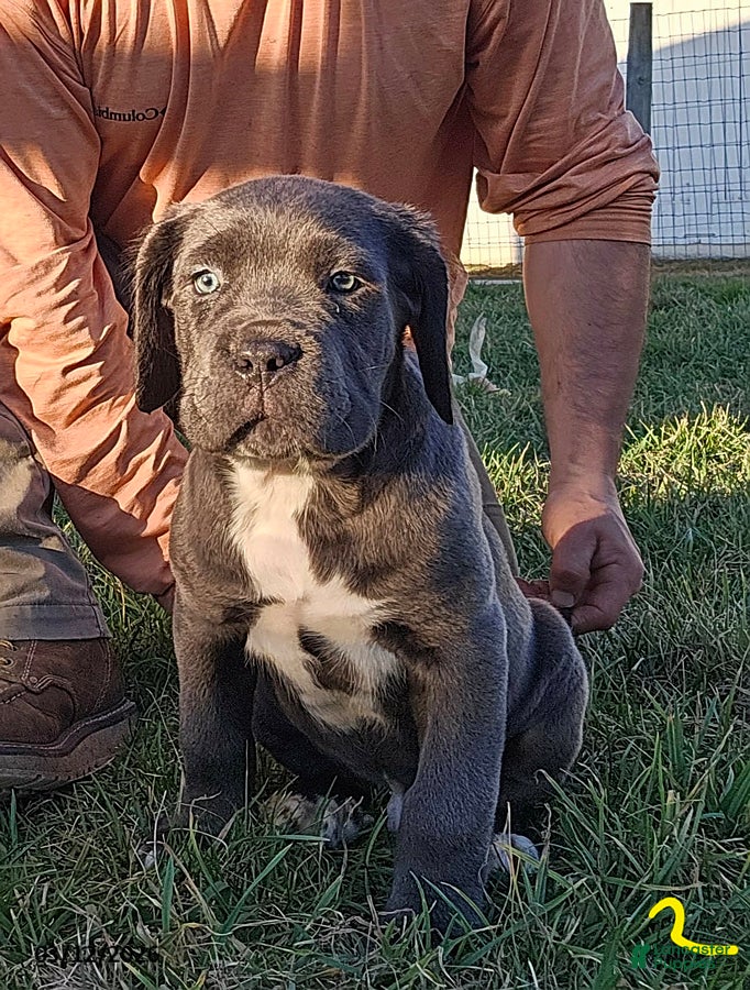 Cane Corso dogs Axel - Ad 1