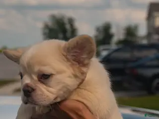 French Bulldog dogs for sale: Wham - Ad 2