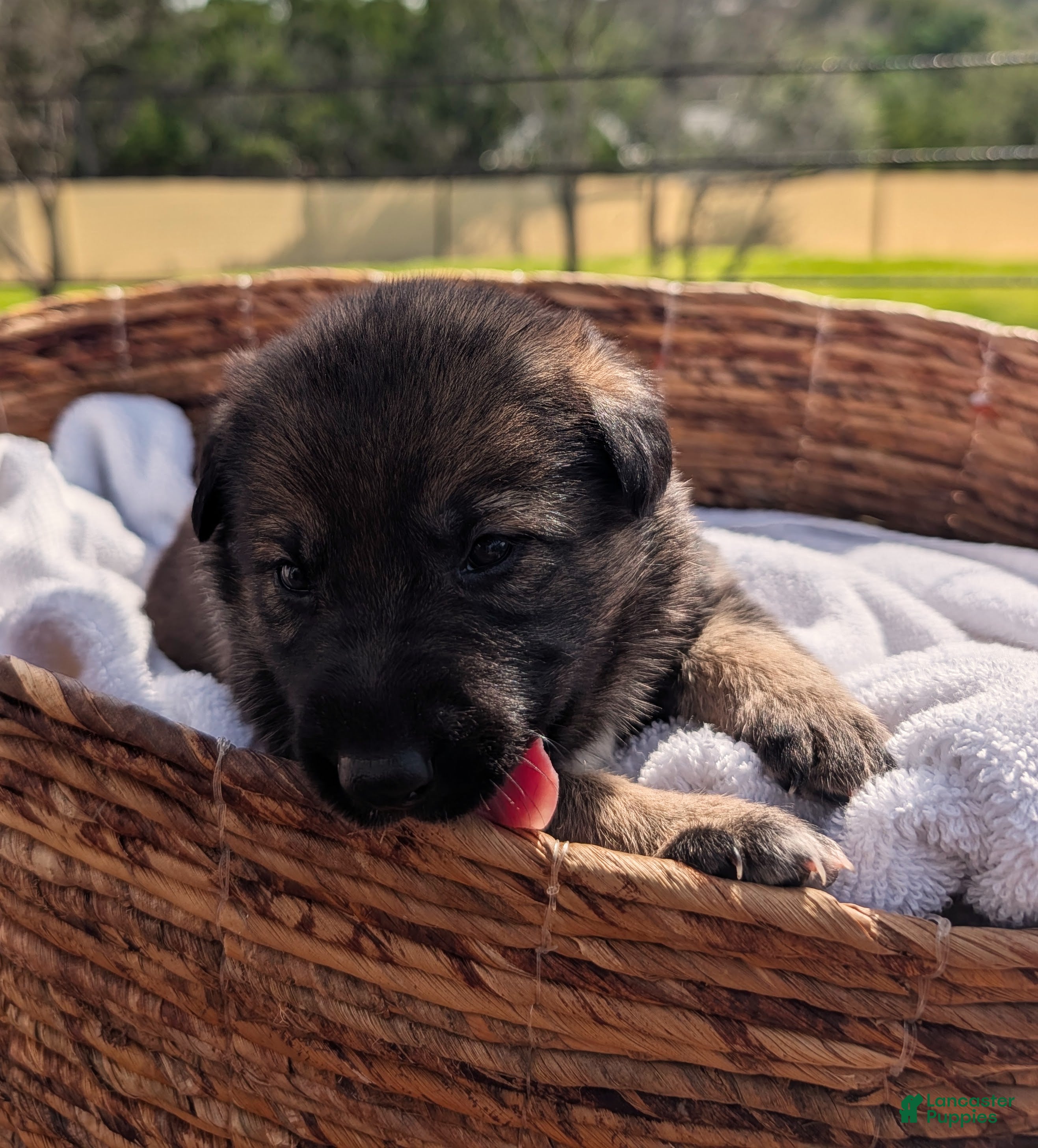 Mixed Breed dogs Lemon Sorbet - Ad 2