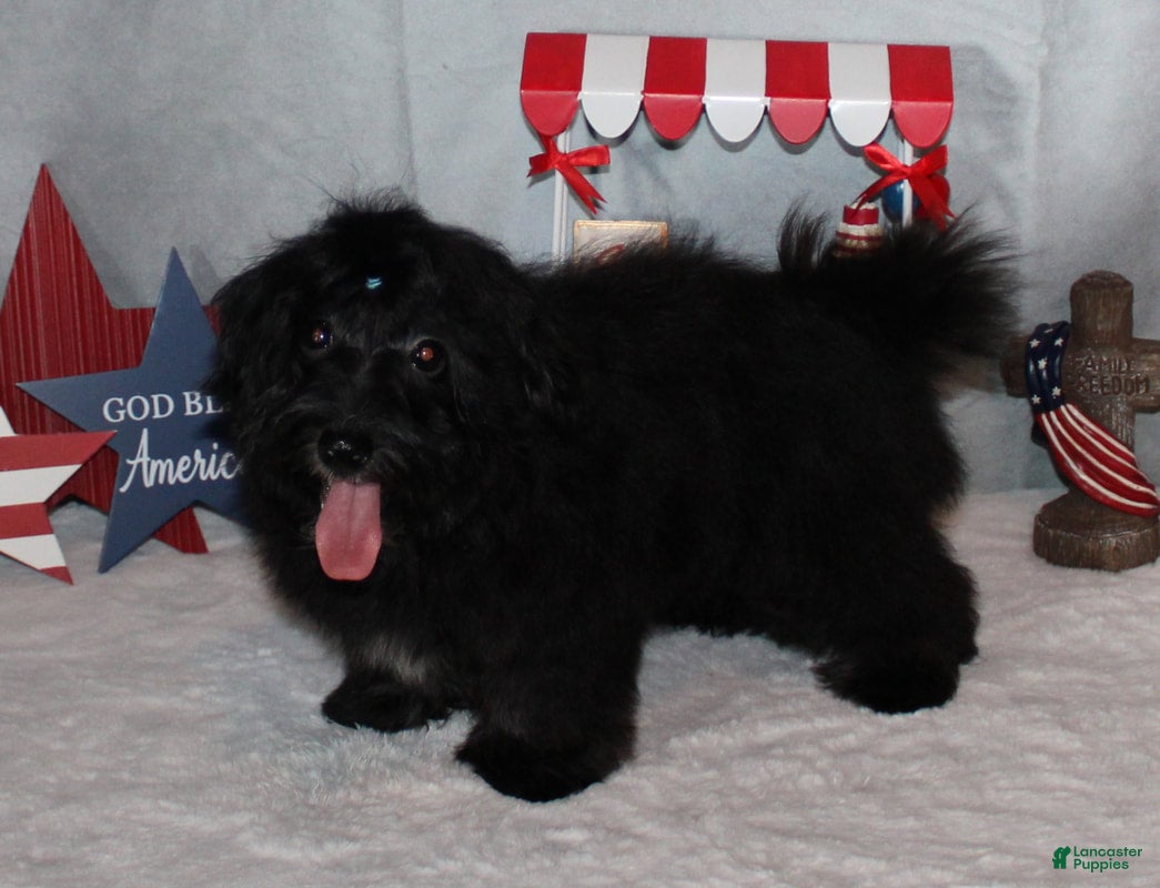 Havanese dogs Ronan - Ad 4