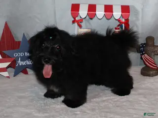 Havanese dogs Ronan - Ad 4