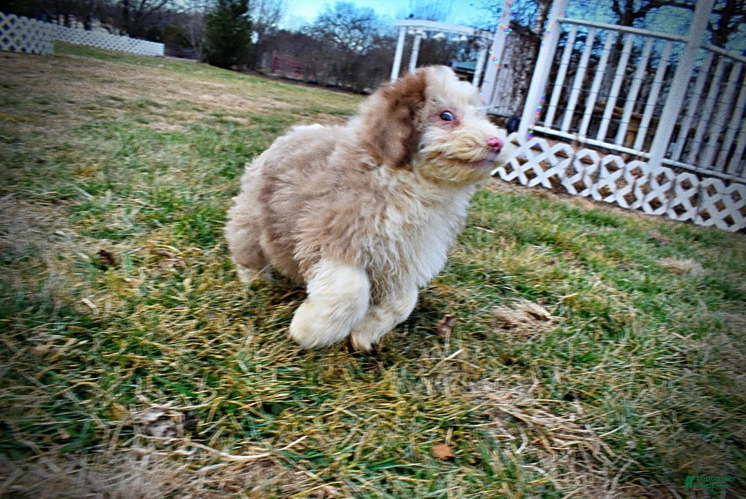 Havapoo dogs for sale: Webster - Ad 11