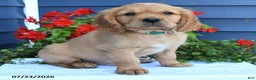 Miniature Golden Retriever dogs for sale: Pickles - Ad 3