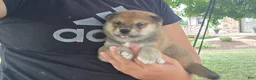 Shiba Inu dogs for sale: Glory - Ad 8