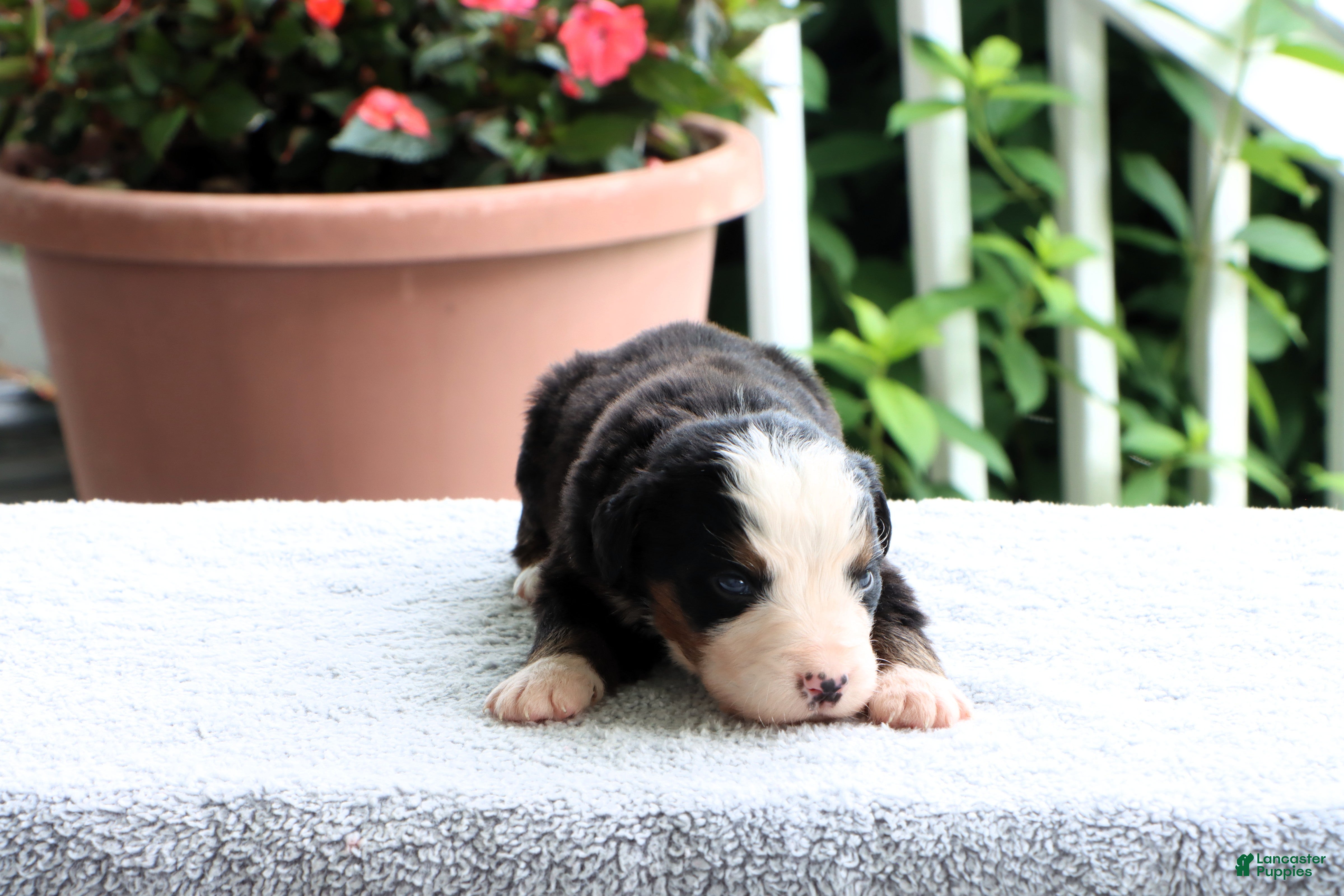 Bernese Mountain Dog dogs Kyle - Ad 2
