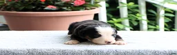 Bernese Mountain Dog dogs for sale: Kyle - Ad 2