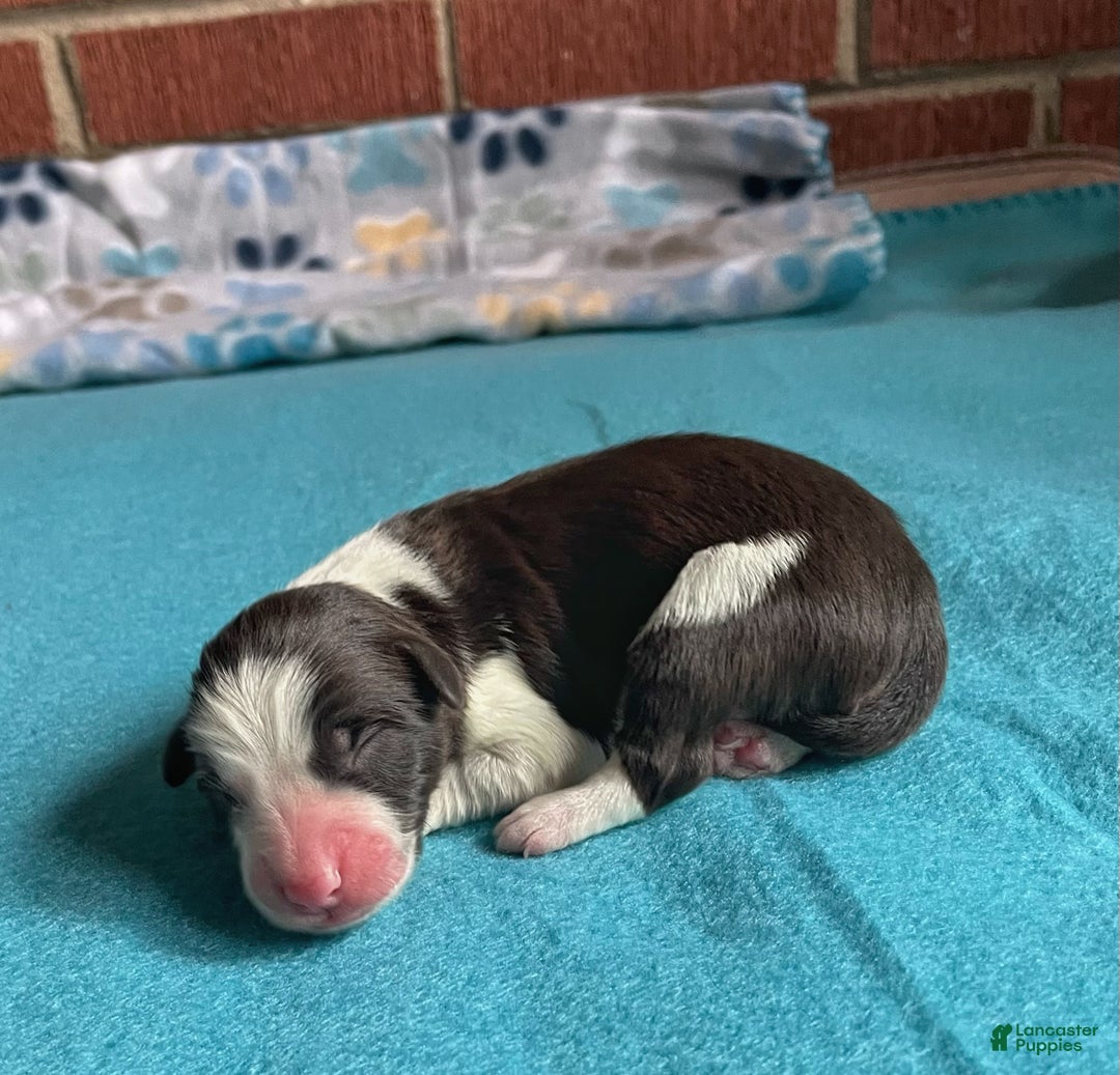 Mixed Breed dogs for sale:  Brn & Wht - Ad 2