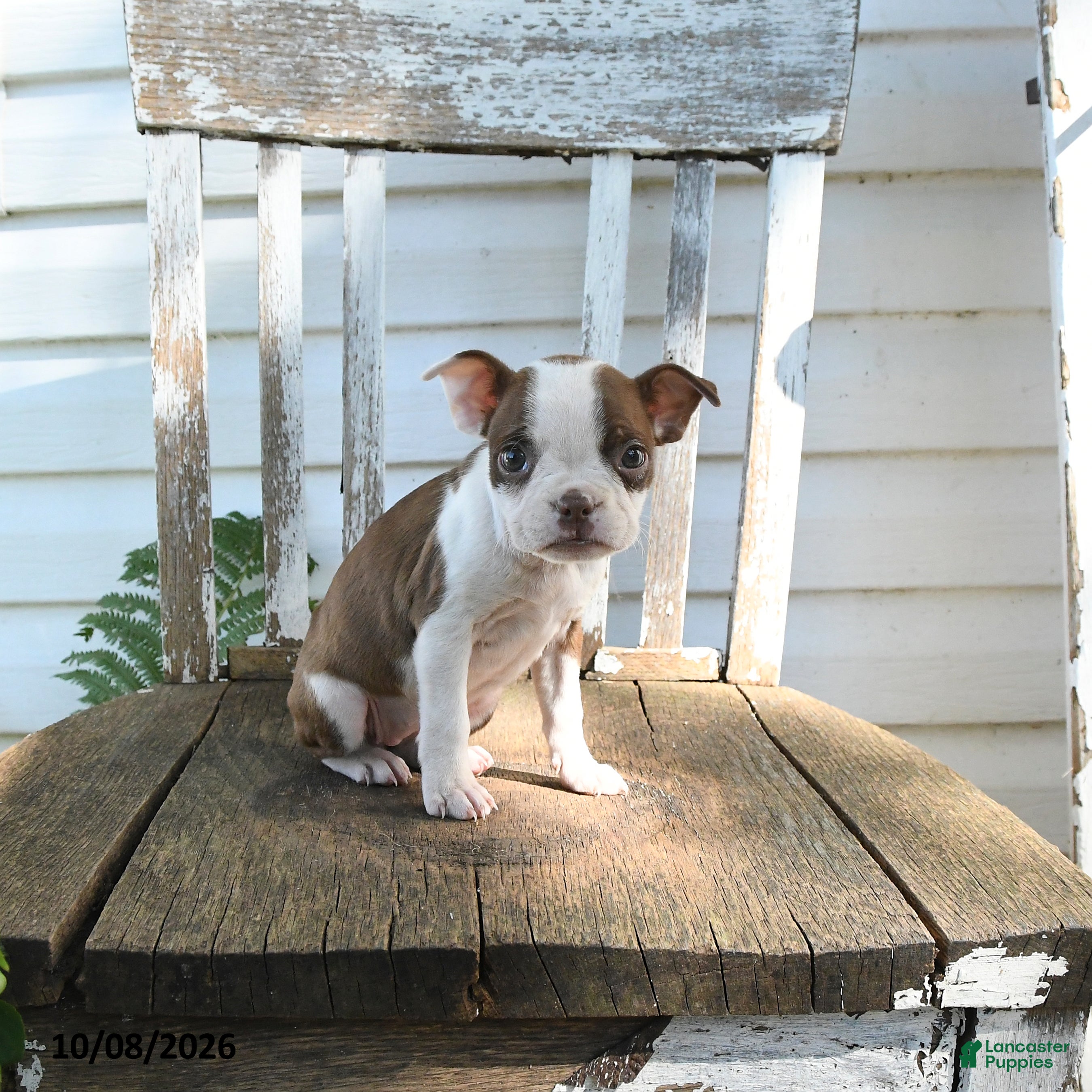 Charlotte (Boston Terrier, Female) in Economy, IN