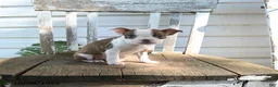 Boston Terrier dogs for sale: Charlotte - Ad 1