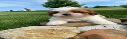 Shih Tzu dogs for sale: Timmy - Ad 6