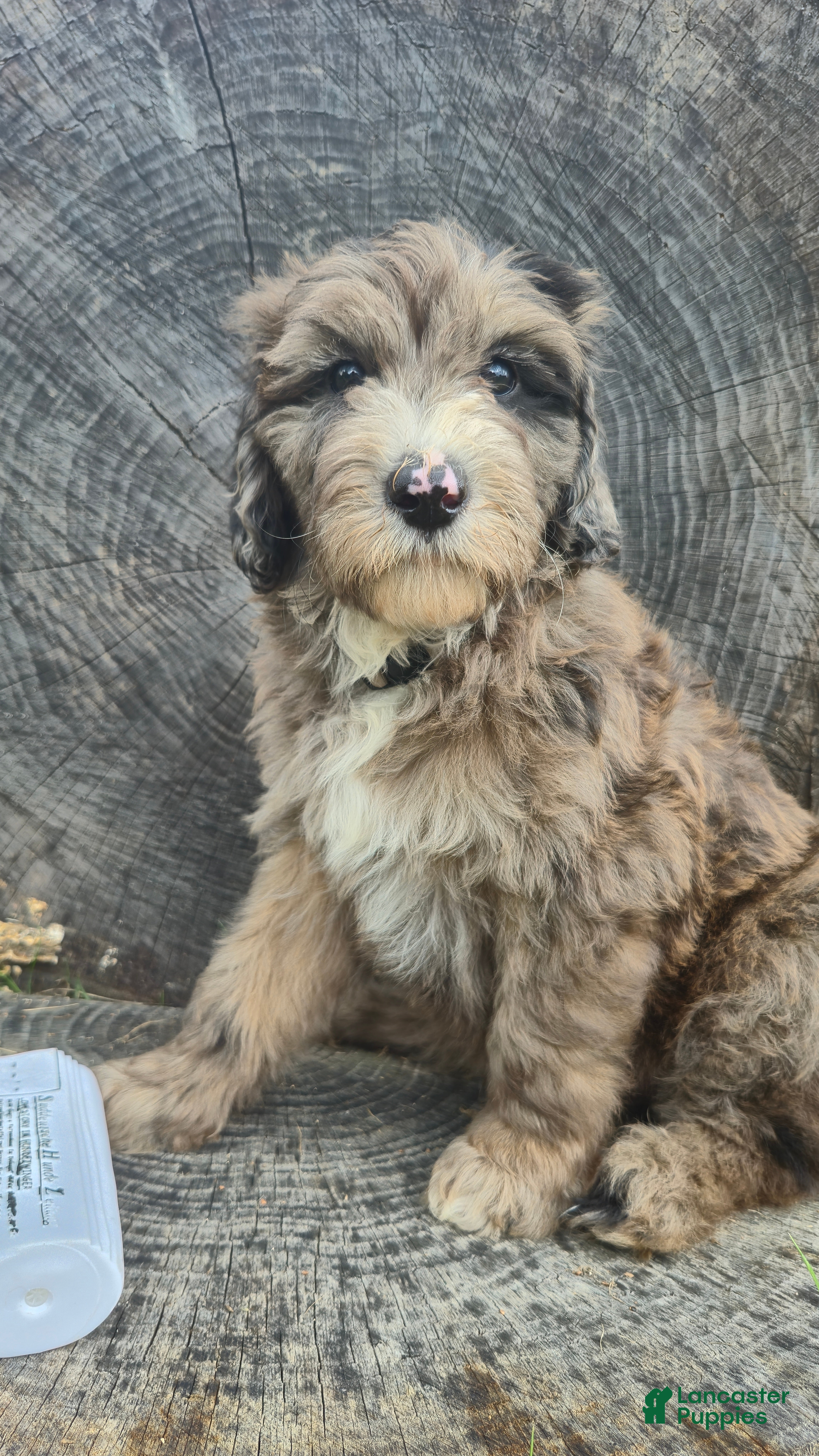 Mini Sheepadoodle dogs Rocky - Ad 2