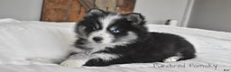Pomsky dogs for sale: Nitro - Ad 1