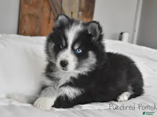 Pomsky dogs Nitro - Ad 3