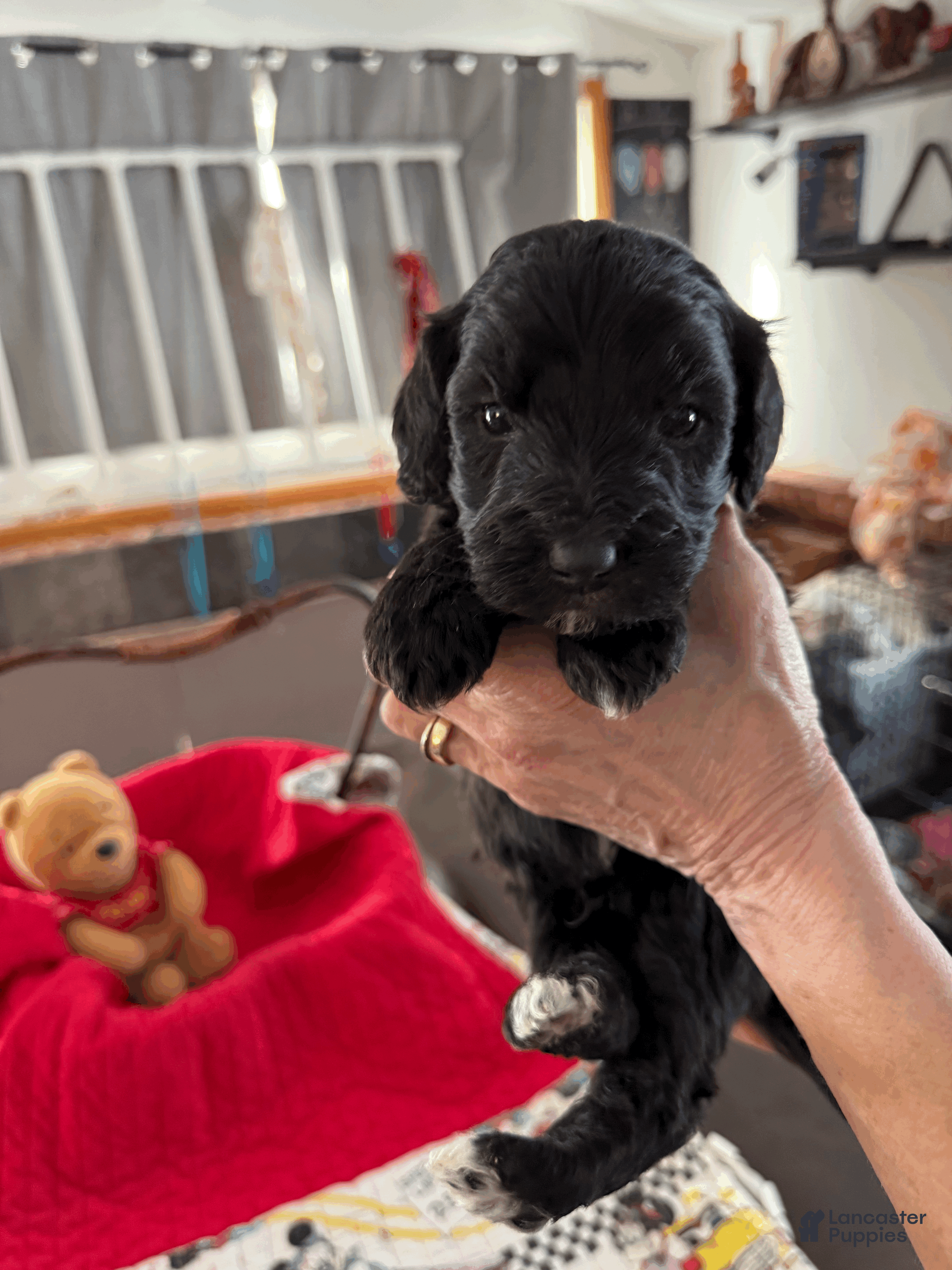 Goldendoodle dogs for sale: Red - Ad 1