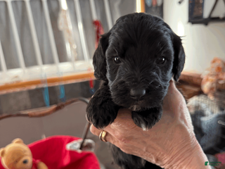 Goldendoodle dogs for sale: Red - Ad 1