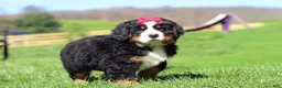 Bernese Mountain Dog dogs for sale: Florence - Ad 7