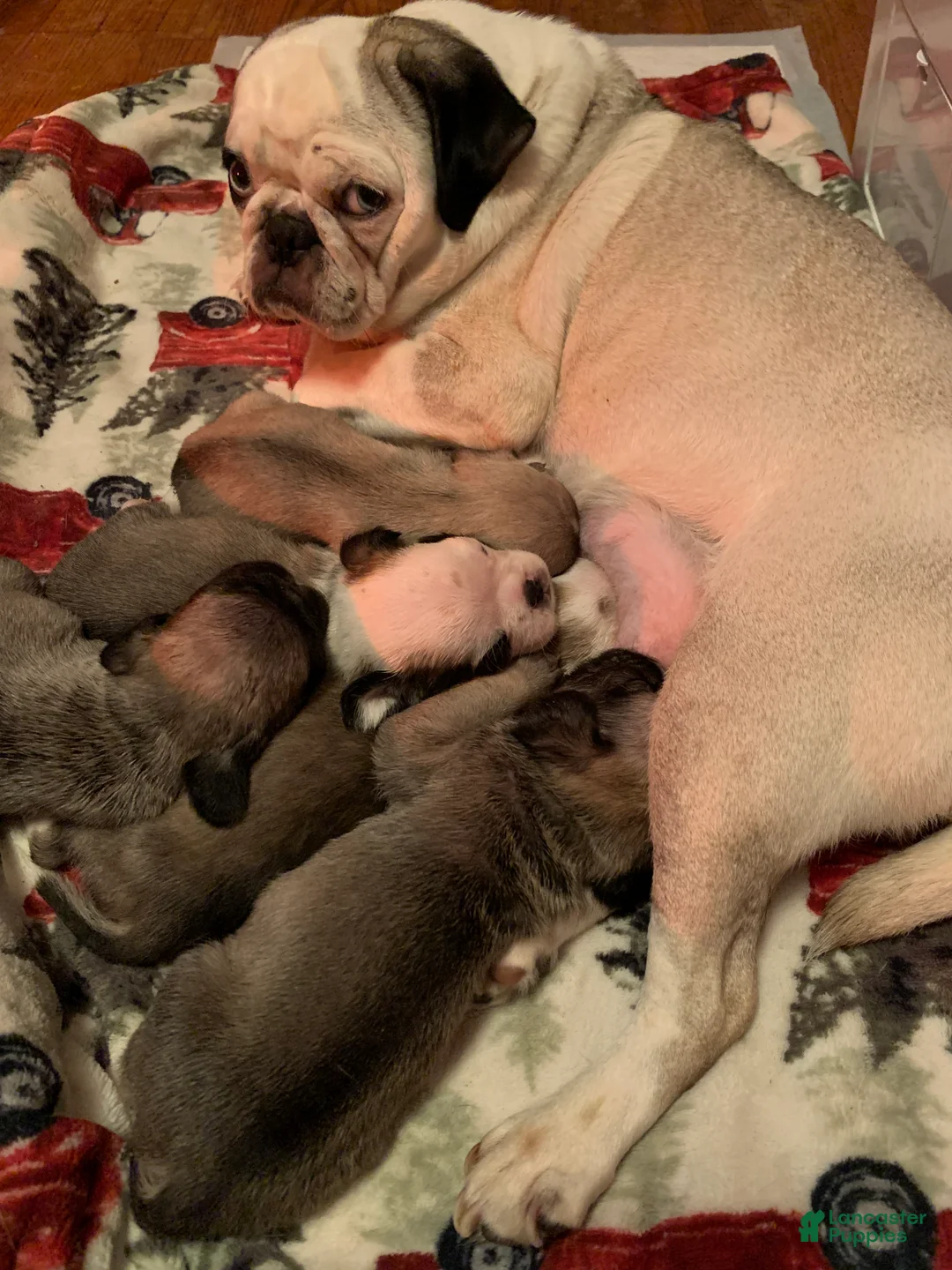 Gallery Image {{count}}