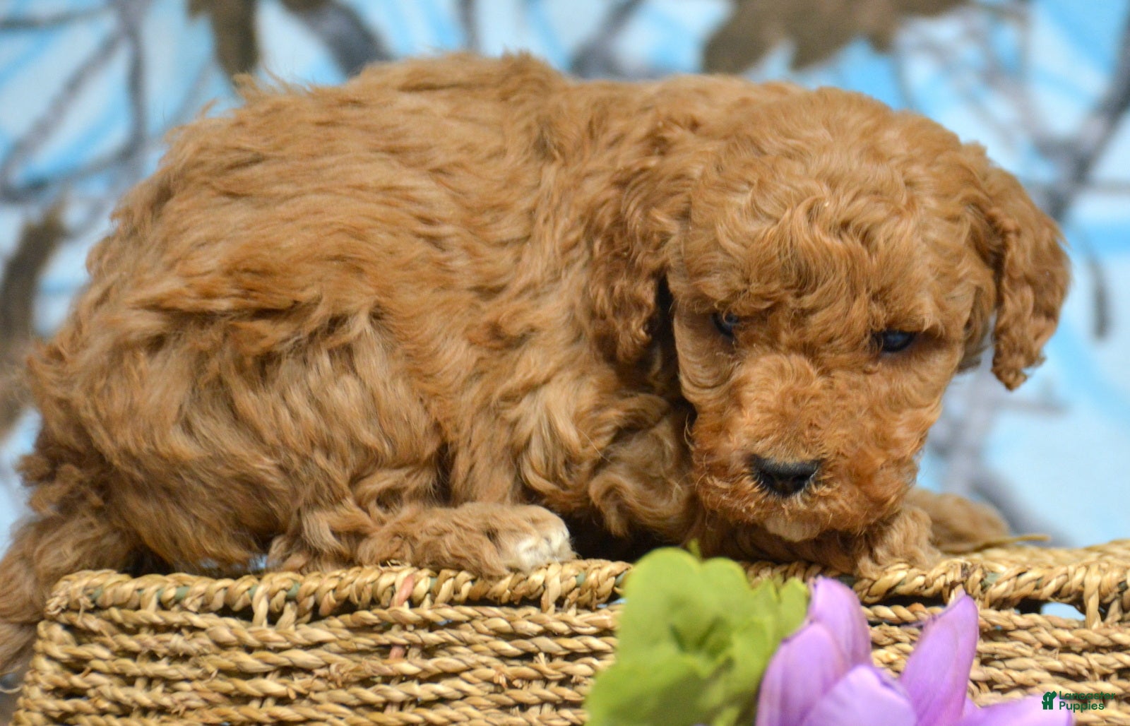 Miniature Poodle dogs Miniature Poodle Puppy 5 Pixie - Ad 36