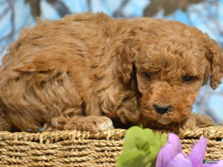 Miniature Poodle dogs Miniature Poodle Puppy 5 Pixie - Ad 36