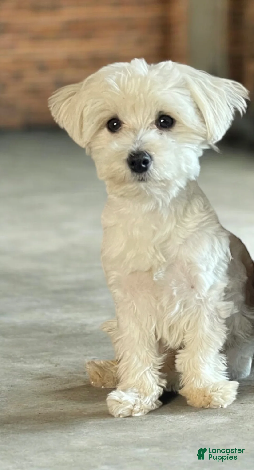 Maltese dogs for stud: Stud services - Ad 1
