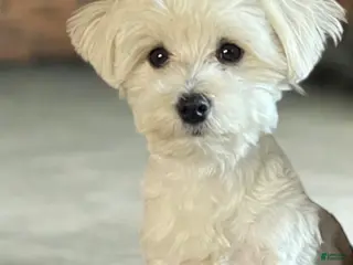 Maltese dogs for stud: Stud services - Ad 2