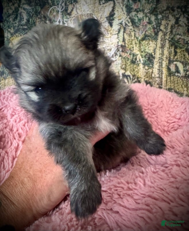 Pomeranian dogs Lara - Ad 2