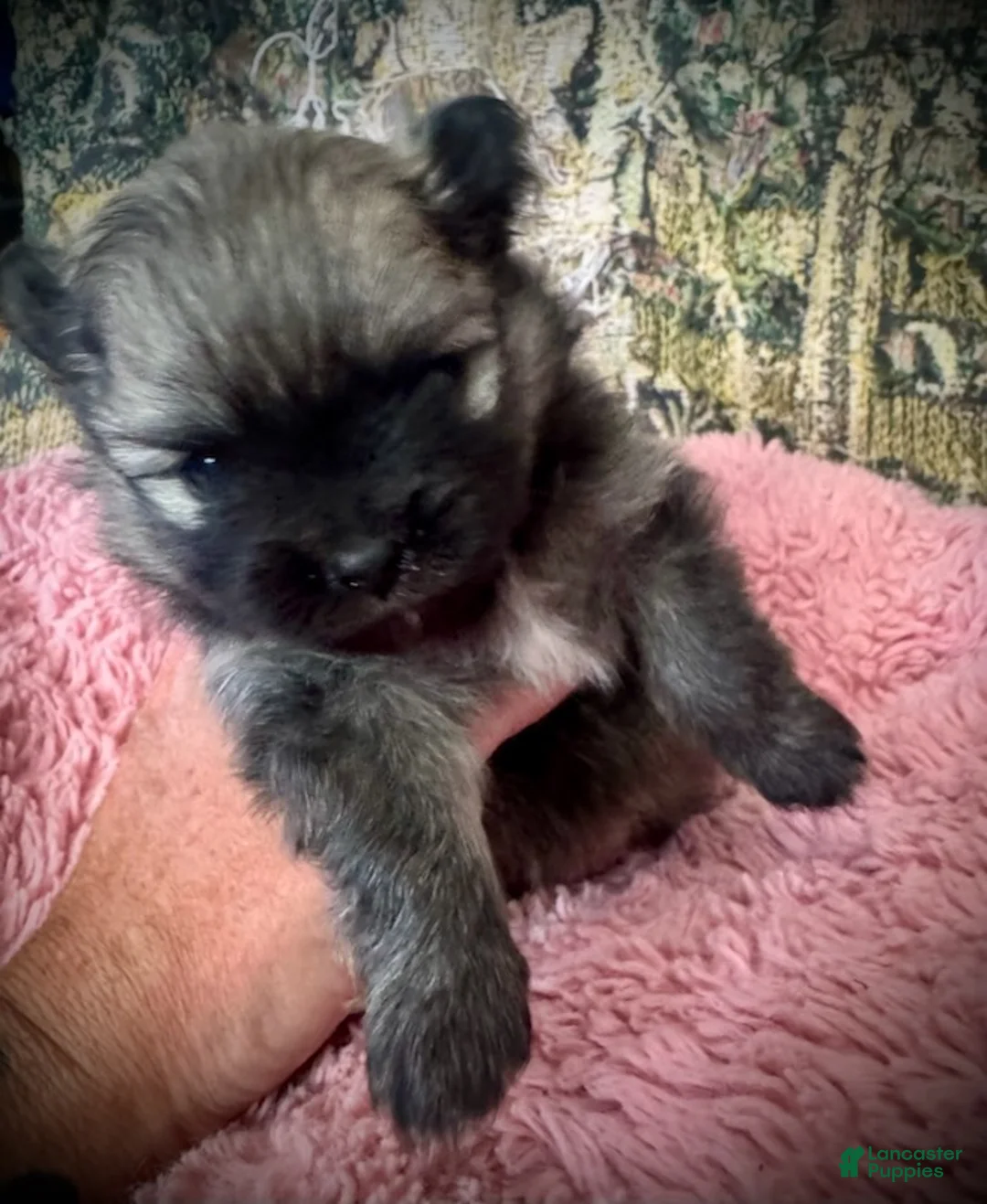 Pomeranian dogs for sale: Lara - Ad 2