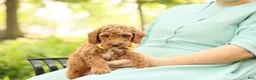 Mini Goldendoodle dogs for sale: Coleman - Ad 6