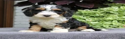 Cavapoo dogs for sale: Cash  - Ad 3