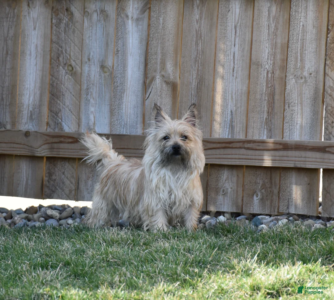Cairn Terrier dogs for sale: Mojo - Ad 4