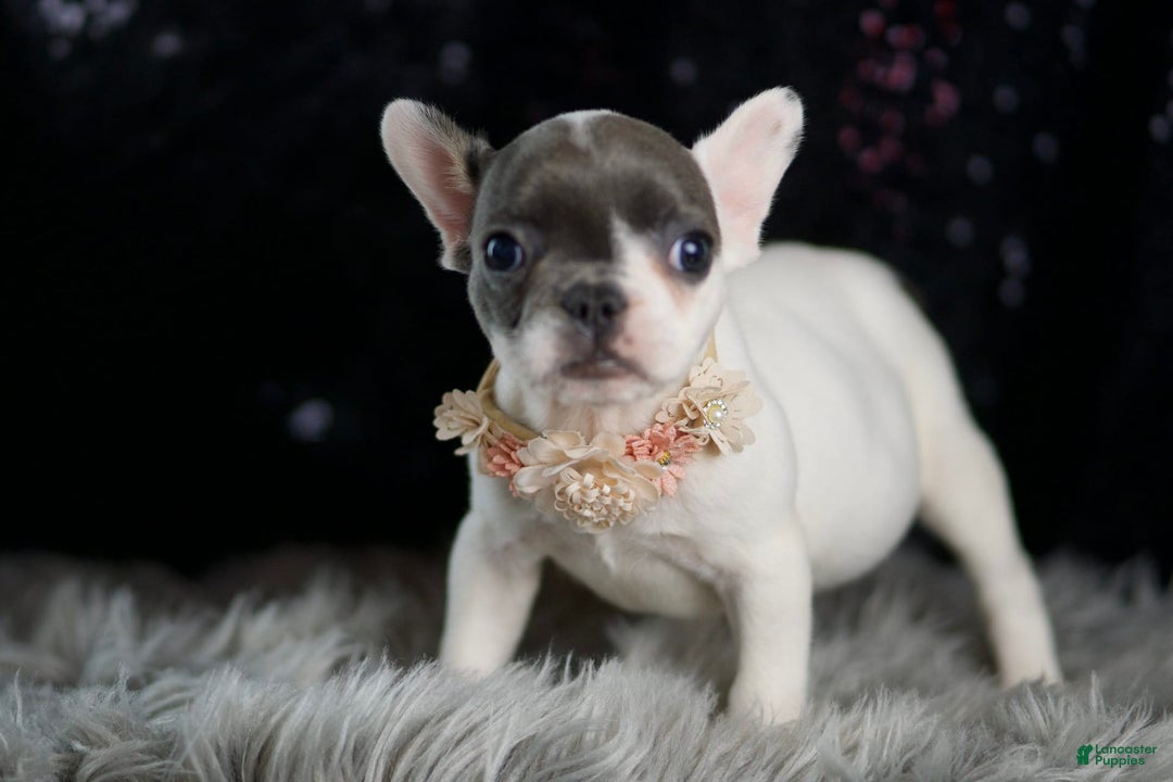 French Bulldog dogs for sale: Vivian - Ad 8