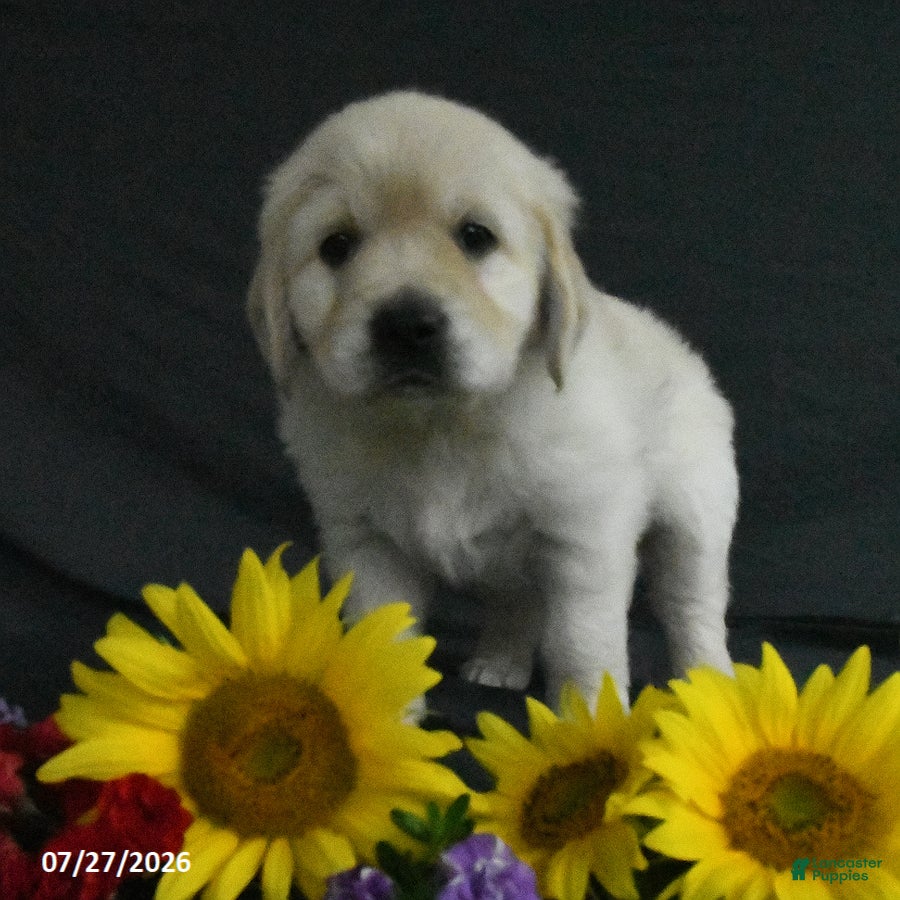 Golden Retriever dogs Bella   - Ad 2