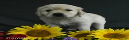 Golden Retriever dogs for sale: Bella   - Ad 2