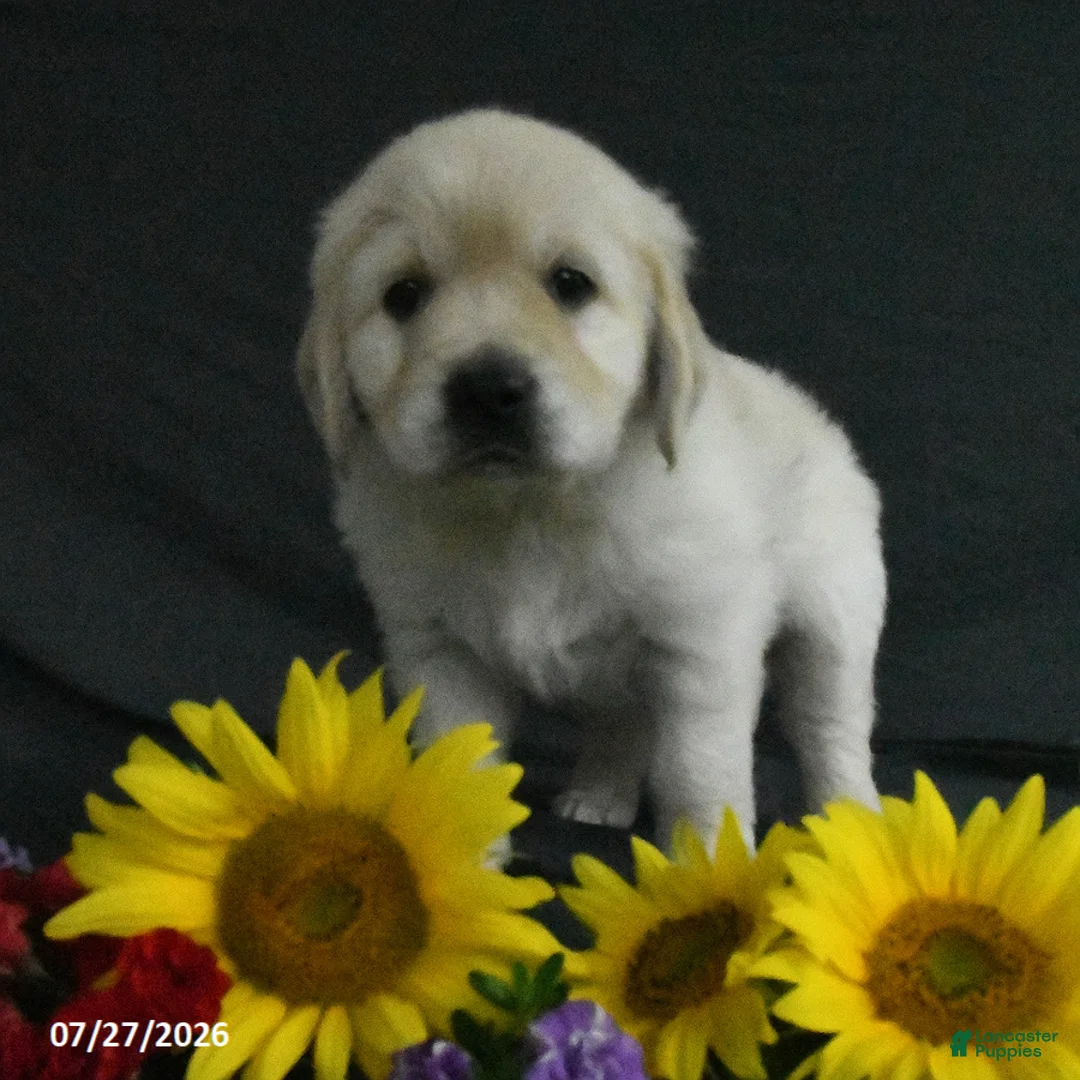 Golden Retriever dogs for sale: Bella   - Ad 2